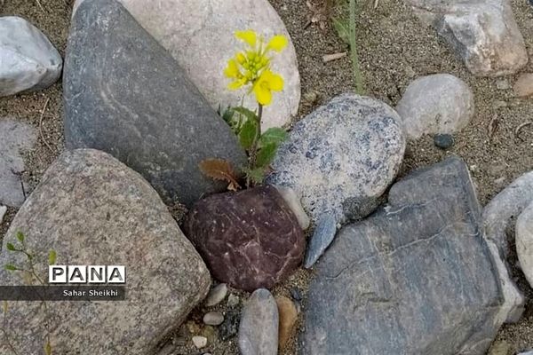 طبیعت روستای چشمه سرخ