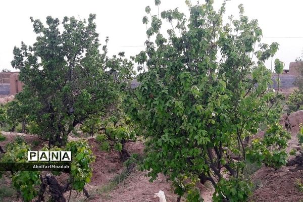 طبیعت  و بهاردر روستا های   شهرستان کاشمر