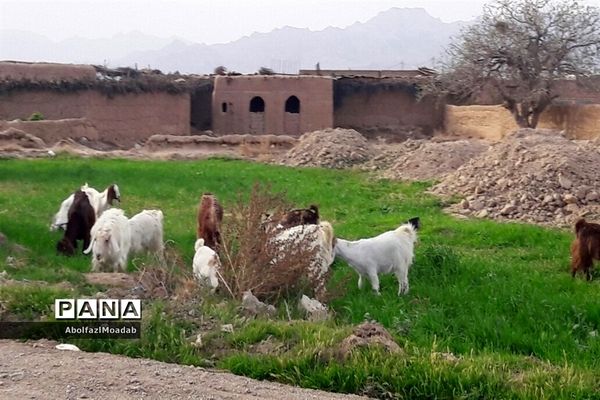 طبیعت  و بهاردر روستا های   شهرستان کاشمر