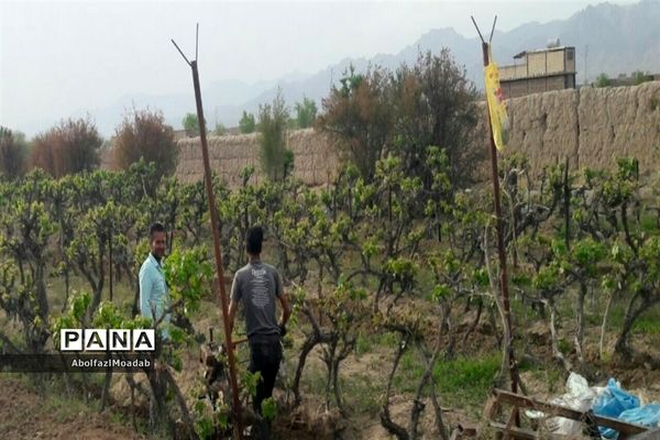 طبیعت  و بهاردر روستا های   شهرستان کاشمر