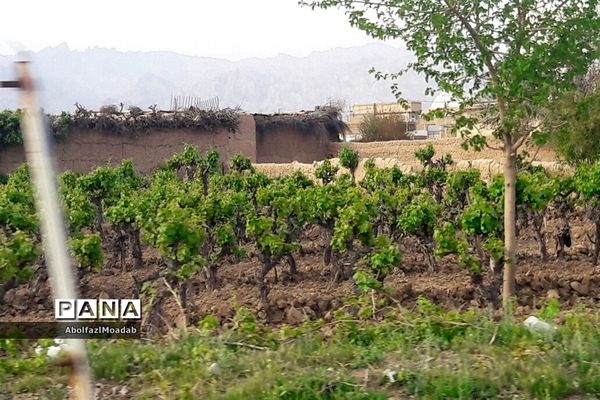 طبیعت  و بهاردر روستا های   شهرستان کاشمر