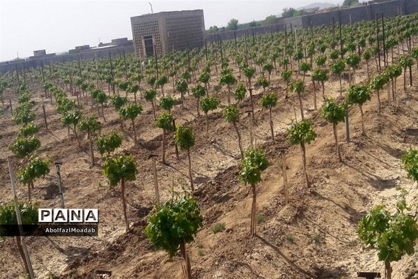 طبیعت  و بهاردر روستا های   شهرستان کاشمر