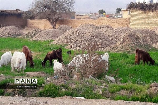 طبیعت  و بهاردر روستا های   شهرستان کاشمر