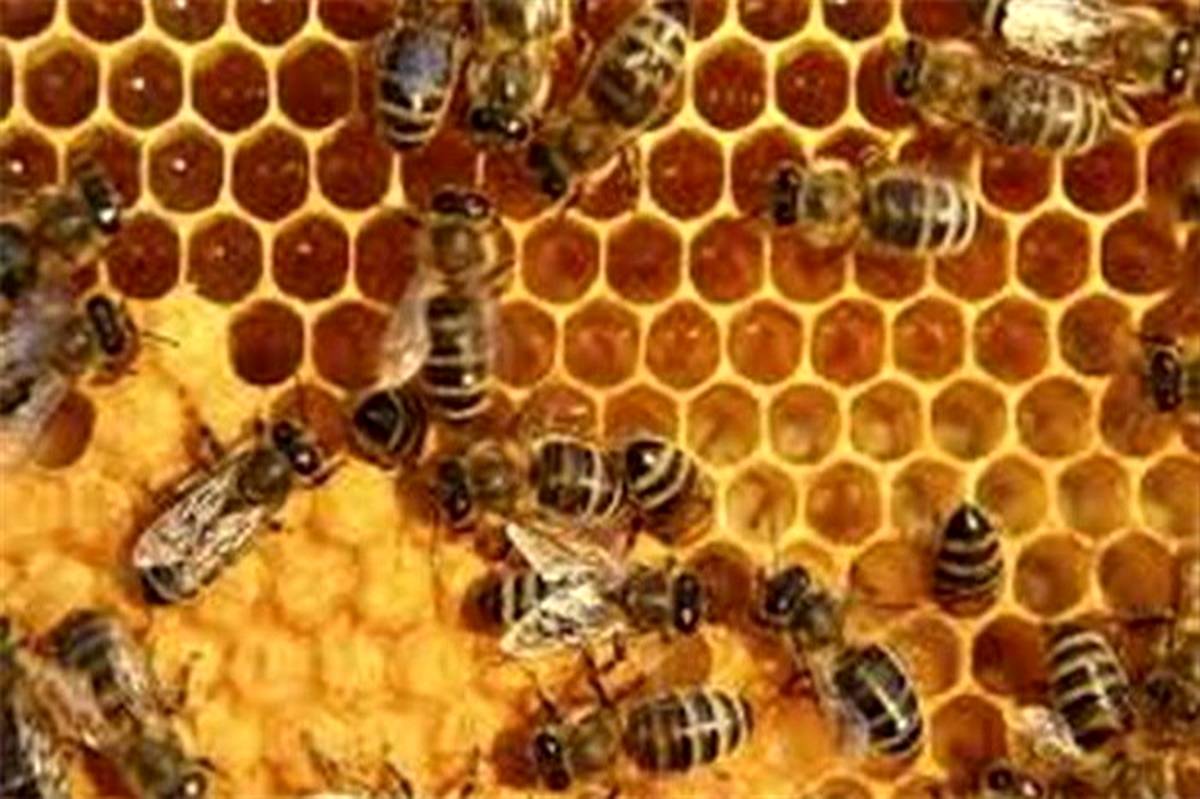 شیوه‌نامه اجرایی زنجیره ارزش محصولات زنبور عسل امسال نهایی می‌شود