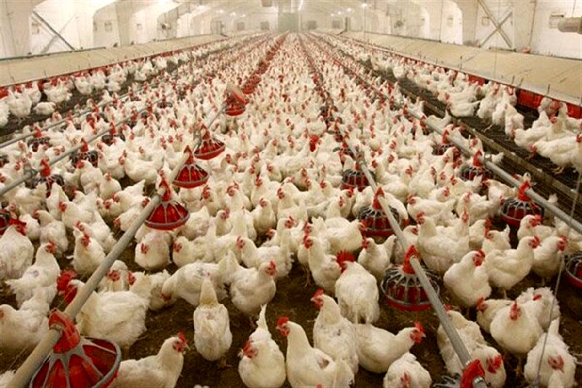روزانه بیش از ۱۰۰ تن مرغ کشتار روز، دراستان اردبیل توزیع می‌شود