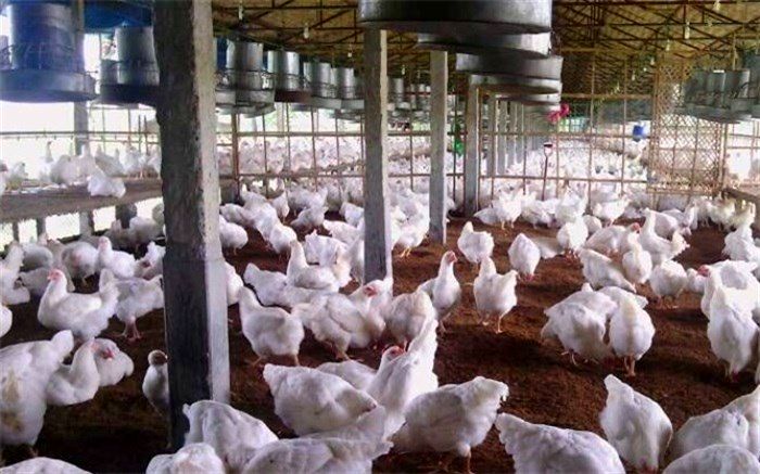 تولید سالانه 30 هزار تن گوشت مرغ در سیستان و بلوچستان