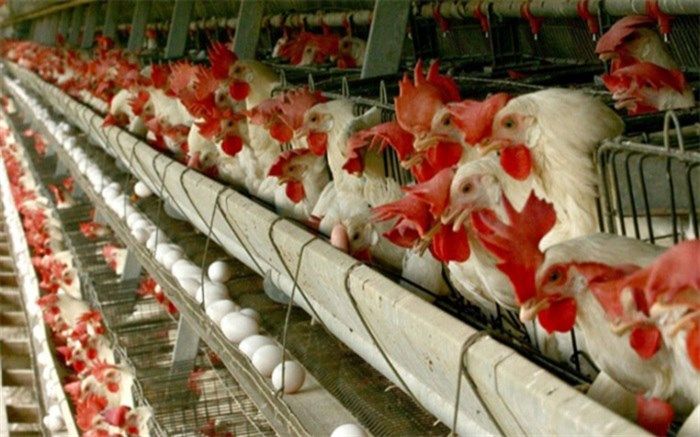 خاش رتبه نخست تولید گوشت مرغ در سیستان و بلوچستان را دارد