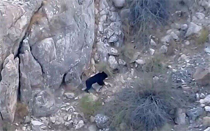 احتمال‌ها درباره انقراض خرس سیاه باطل شد؛ خرس سیاه آسیایی در نیک‌شهر دیده شد