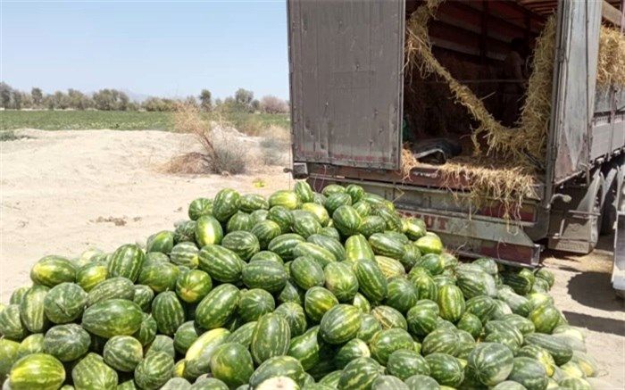 هندوانه و خربزه راسک به کشورهای همسایه صادر می‌شود