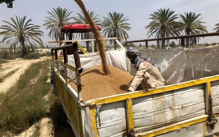 خرید ١٠٠ تن گندم مازاد بر نیاز از کشاورزان در سیستان و بلوچستان