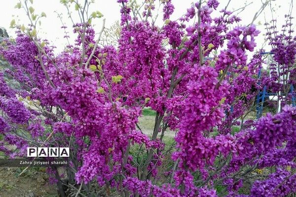 سفری به روستای کرشت