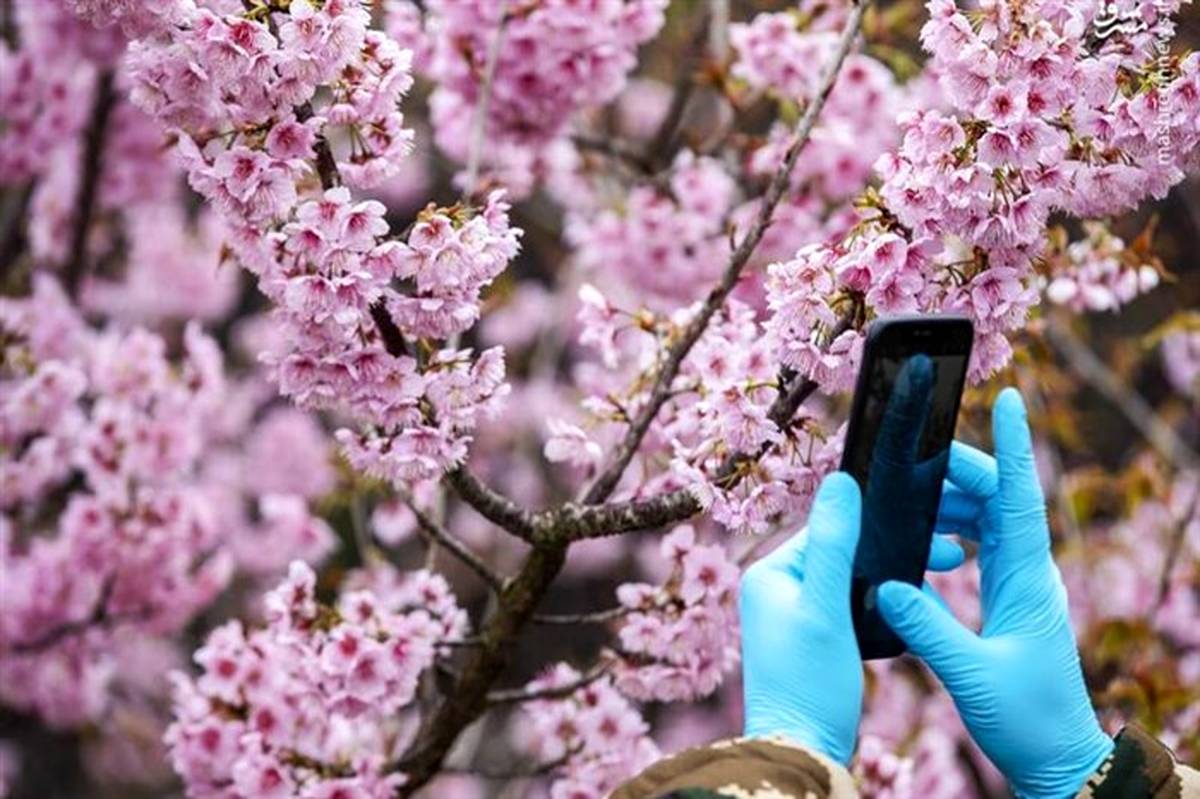 شکوفه های بهاری همراه با ماسک