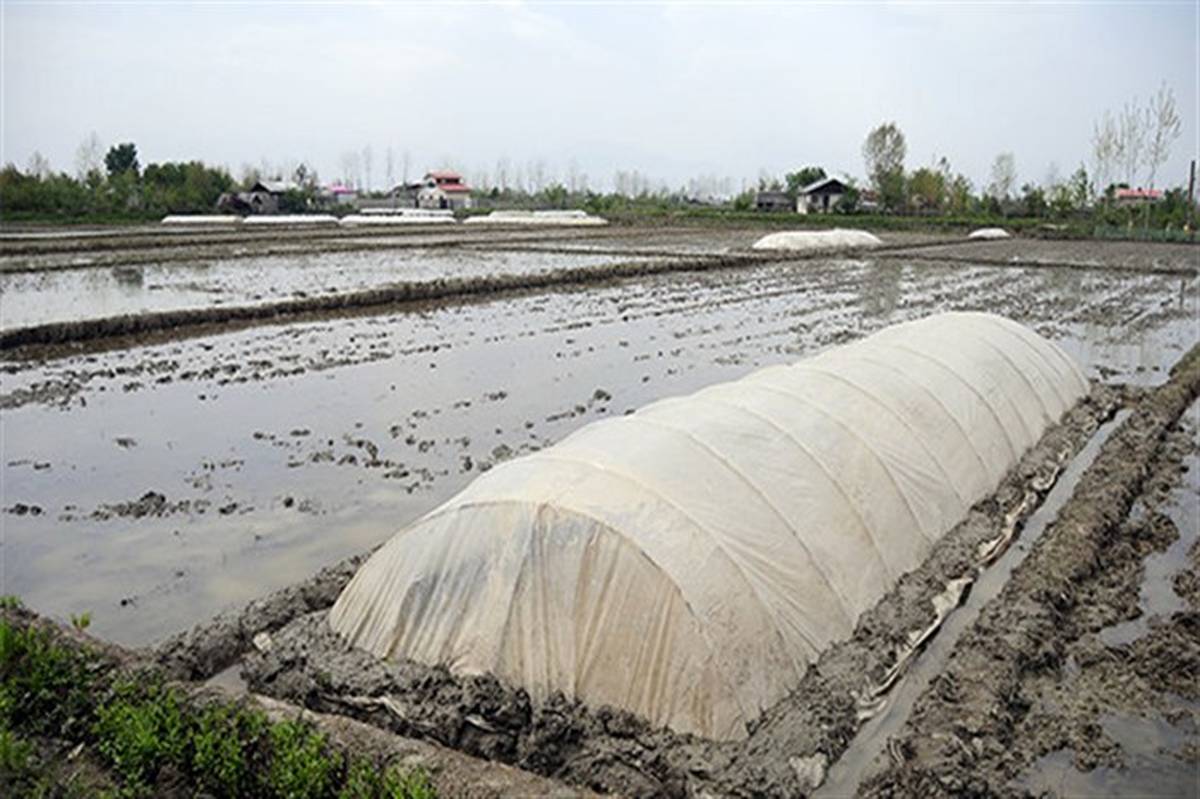 75 درصد از شالیزارهای گیلان، شخم و آماده نشای برنج هستند