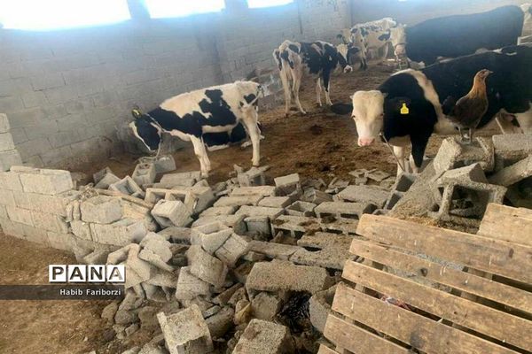 خسارات زلزله به شهرگناوه و روستاهای گماران، کمالی، فخرآوری بخش مرکزی شهرستان گناوه