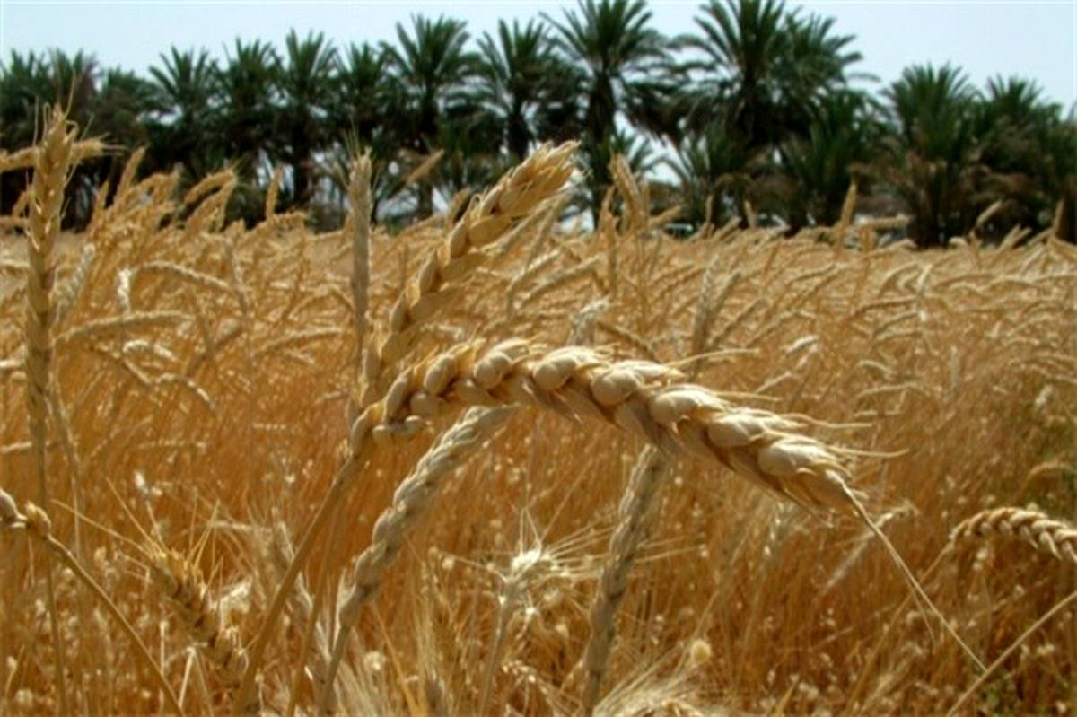 خرید گندم مازاد بر نیاز از کشاورزان سیستان و بلوچستان به بیش از 1000 تن رسید 