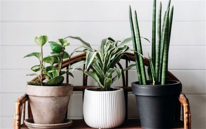 18 گیاه  برای تصفیه  هوای داخل ساختمان