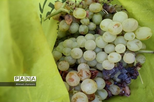 برداشت انگور در تاکستان‌های روستای بهر شهرستان کارون