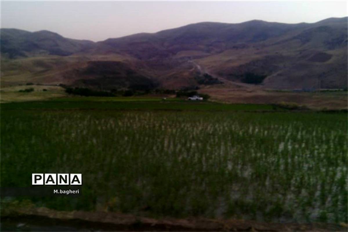 در زمین‌های خشک کشاورزی شهر کاج، برنج می‌کارند