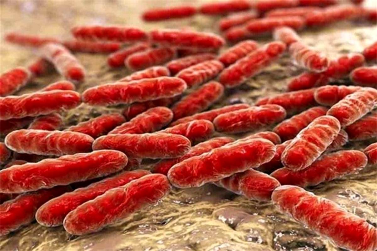 بیشترین تجمع باکتری‌ها در کدام قسمت بدن است؟