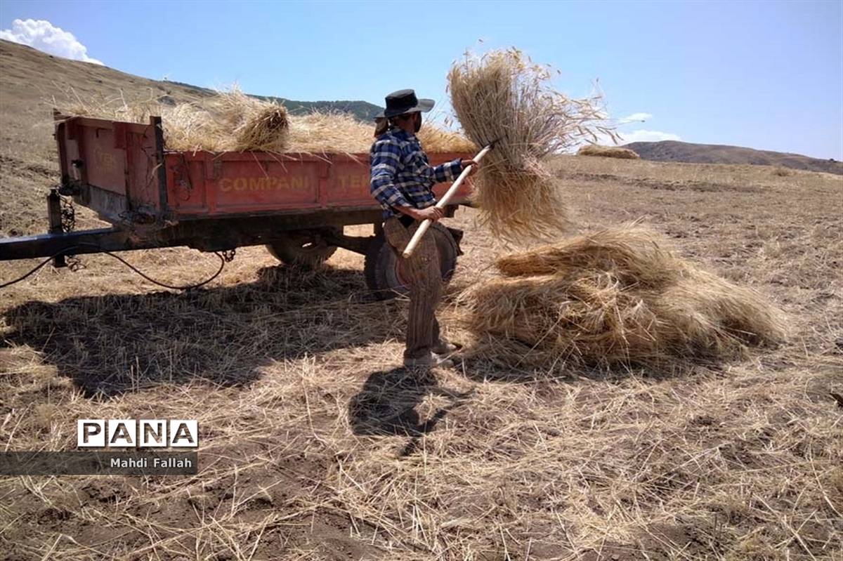 برداشت محصولات کشاورزی در روستای تنباکلوق  از توابع شهرستان هوراند