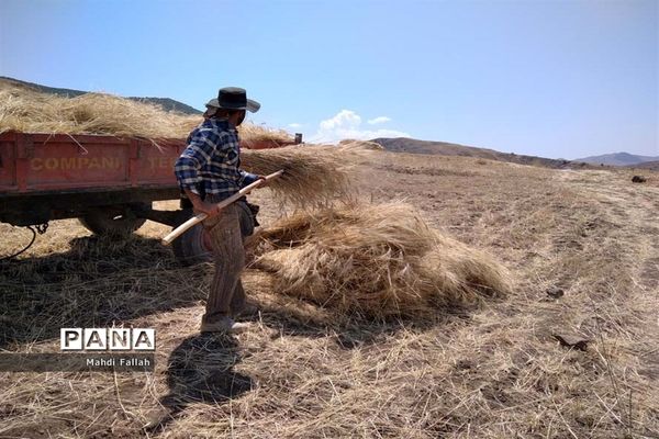 برداشت محصولات کشاورزی در روستای تنباکلوق  از توابع شهرستان هوراند