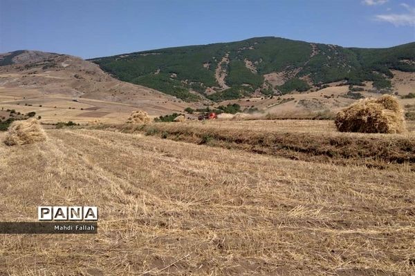 برداشت محصولات کشاورزی در روستای تنباکلوق  از توابع شهرستان هوراند