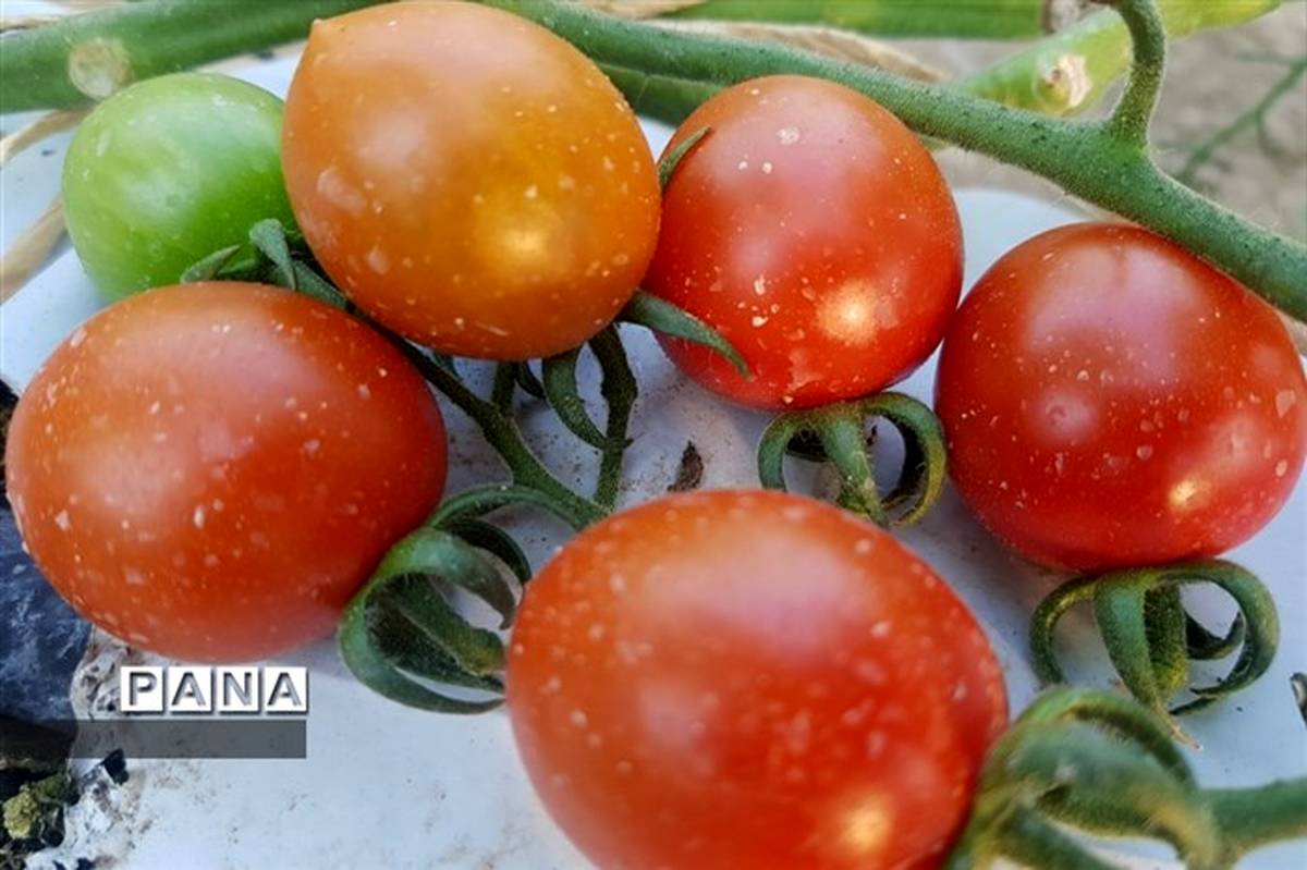 قیمت گوجه فرنگی به بیش از ۱۰ هزارتومان رسید