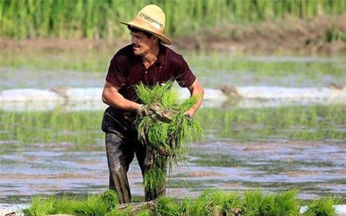 واردات برنج خارجی در فصل برداشت ممنوع شود