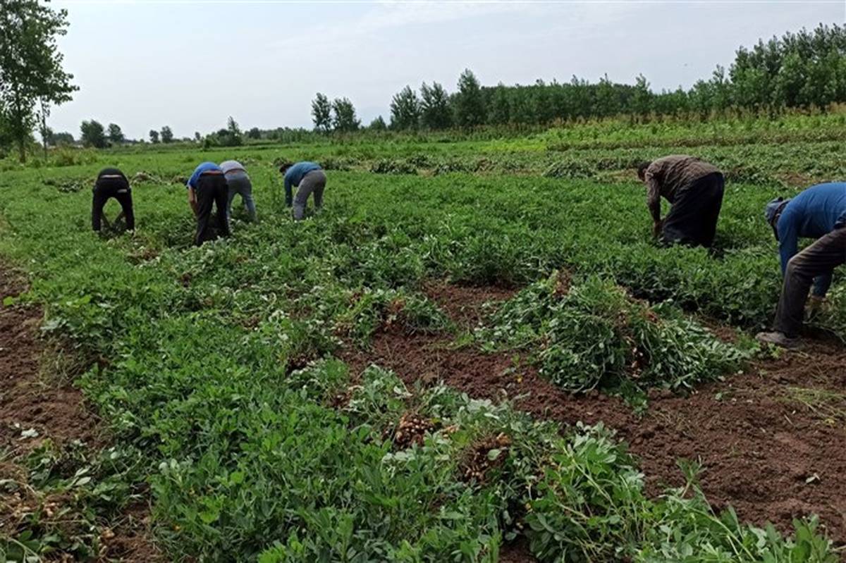 برداشت بادام زمینی در آستانه اشرفیه