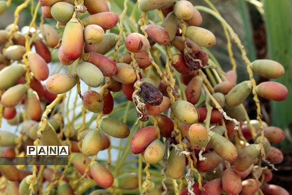 آیین اهدا ۲۰۰۰ عدد مخزن آب و اقلام بهداشتی ویژه مناطق محروم تنش آبی در خوزستان