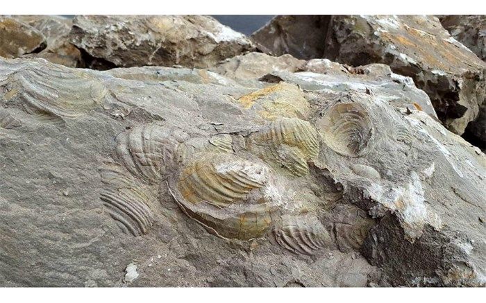 کشف فسیل‌های ۹ میلیون ساله مهره داران در مراغه