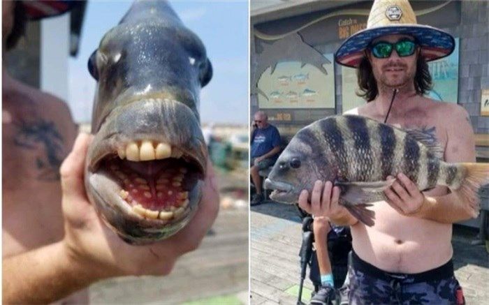 ماهی که دندان‌هایی شبیه به انسان دارد