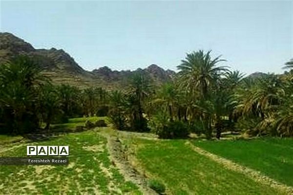 درختان خرما روستای بندان شهرستان نهبندان