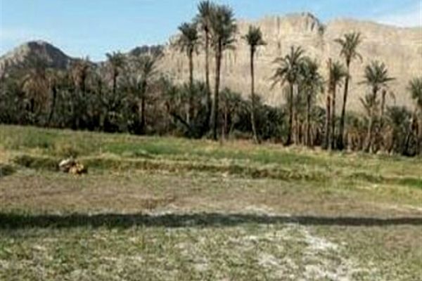 درختان خرما روستای بندان شهرستان نهبندان