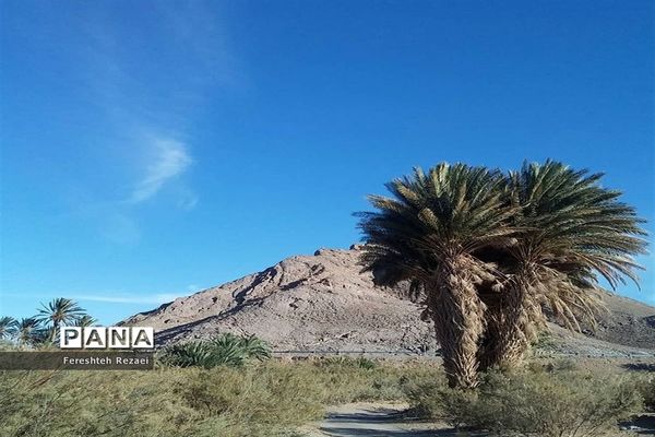 درختان خرما روستای بندان شهرستان نهبندان