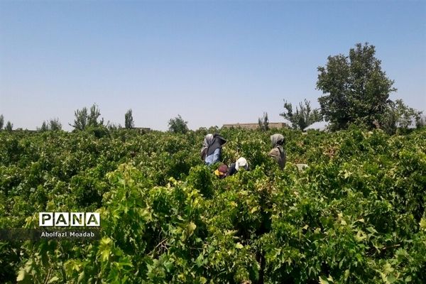 برداشت محصولات انگور از تاکستان‌های منطقه خلیل آباد