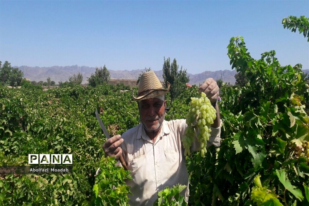 برداشت محصولات انگور از تاکستان‌های منطقه خلیل آباد