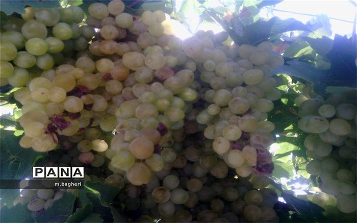 برداشت انگور سبز در شهر کاج