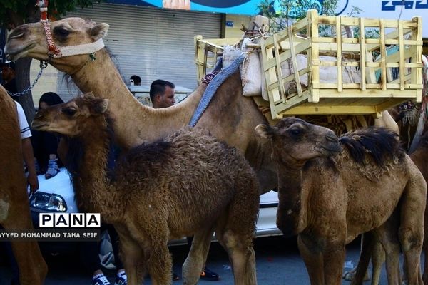 هیات «دخیل العباس» کاروان نمادین اسرای کربلا قم