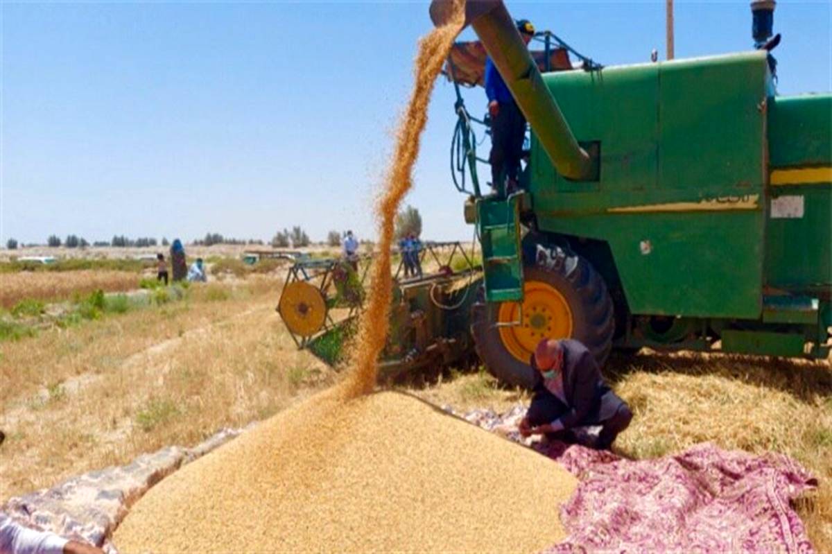 خرید بیش از ١۵٠٠ تن گندم بذری از گندم کاران سیستان و بلوچستان 