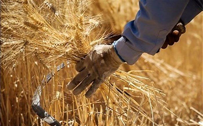 بیش از 106هزار تن گندم خرید تضمینی در آذربایجان‌شرقی