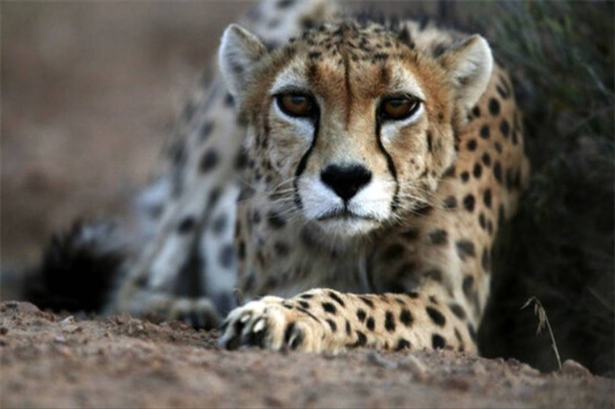 یوزپلنگ ایرانی در معرض انقراض