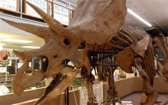 حراج اسکلت دایناسور ۶۶ میلیون ساله در پاریس/فیلم