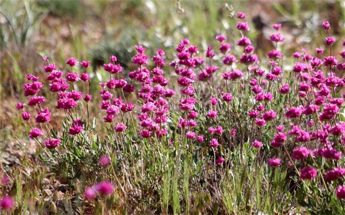 گل آرونه گیاه بومی چهارمحال و بختیاری