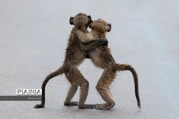 مسابقه عکاسی کمدی حیات‌ وحش