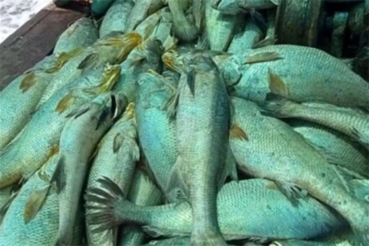 ماهی‌هایی که ماهیگیر را ثروتمند کردند