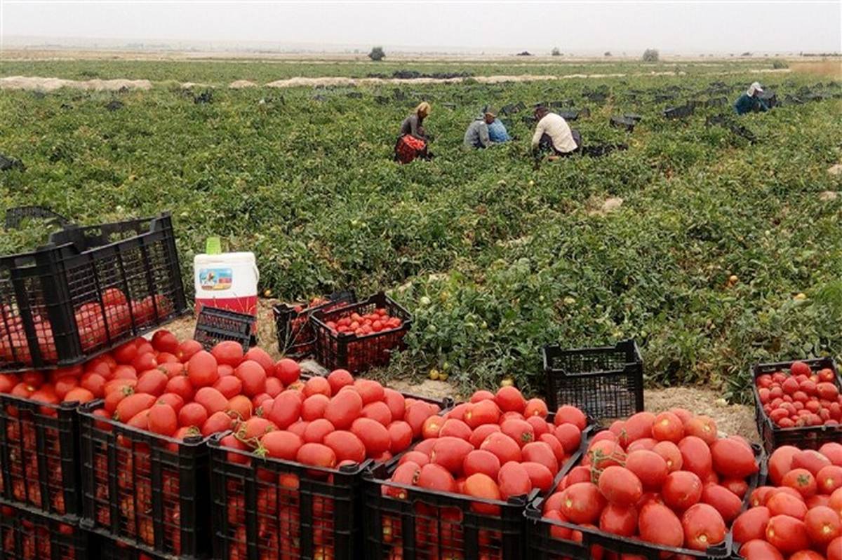 تولید گوجه در آذربایجان‌غربی ۱۵ درصد کاهش یافت