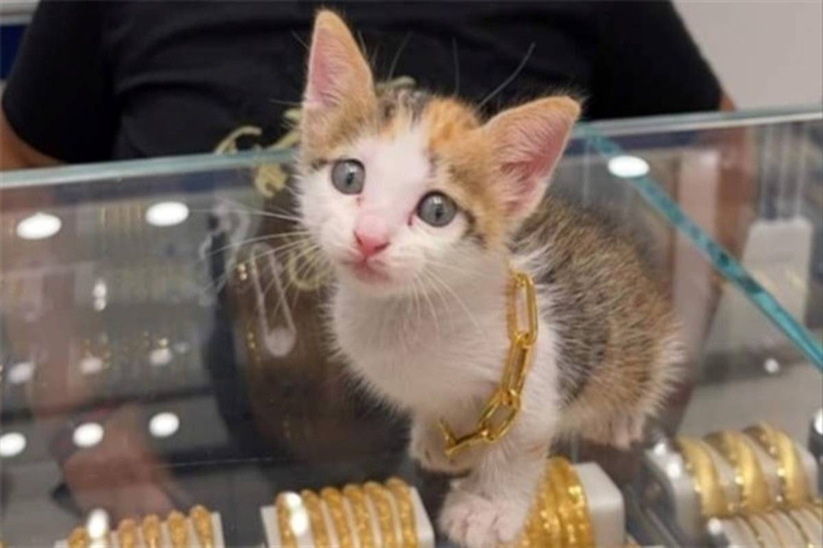 خرید گردنبند طلا برای  گربه‌