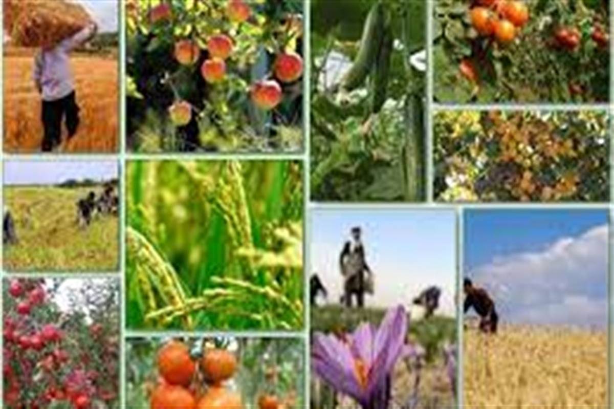خراسان‌جنوبی رتبه نخست شرکت‌های سهامی زراعی در کشور