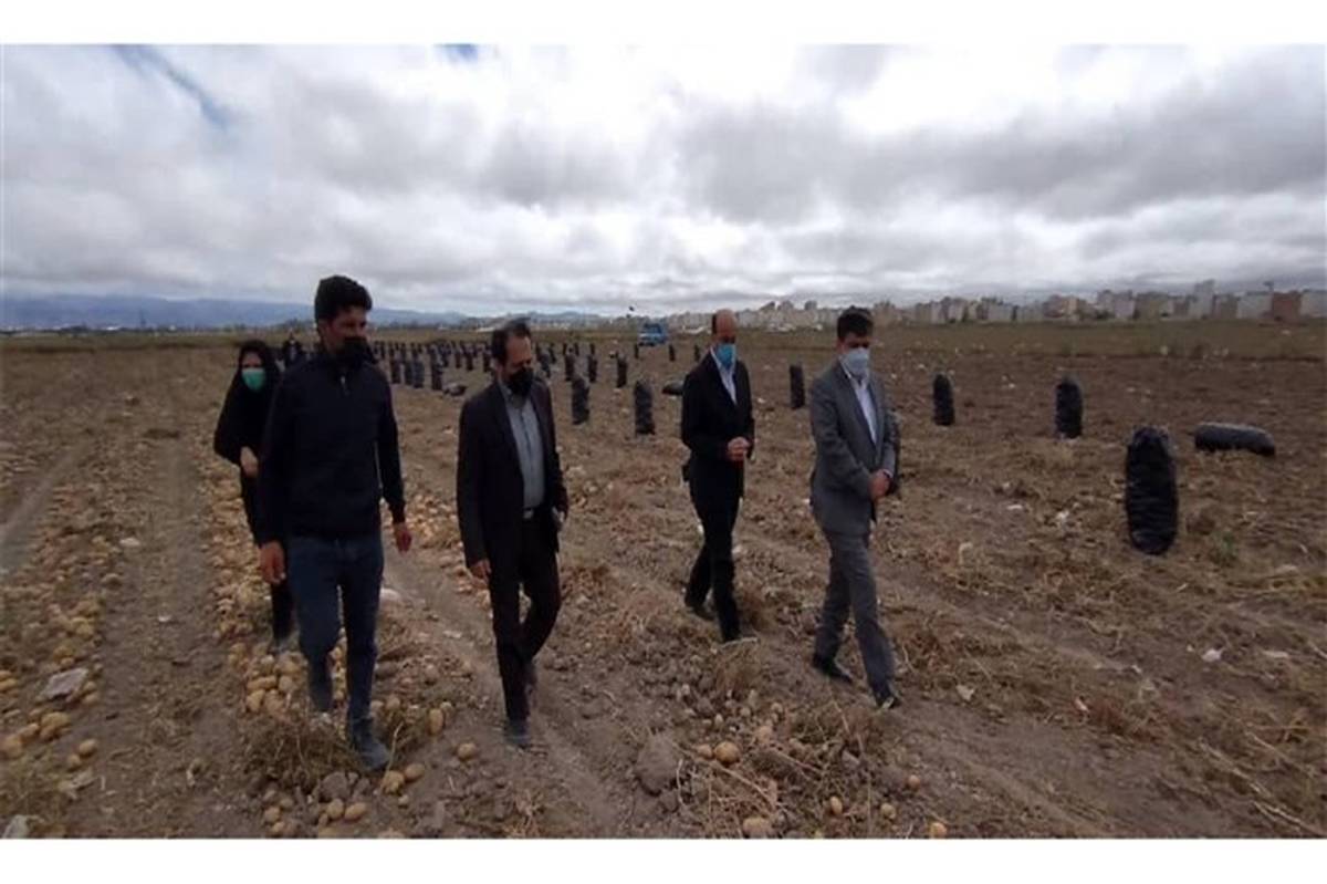 برداشت ۴۵۰ هزار تن سیب‌زمینی از مزارع شهرستان اردبیل